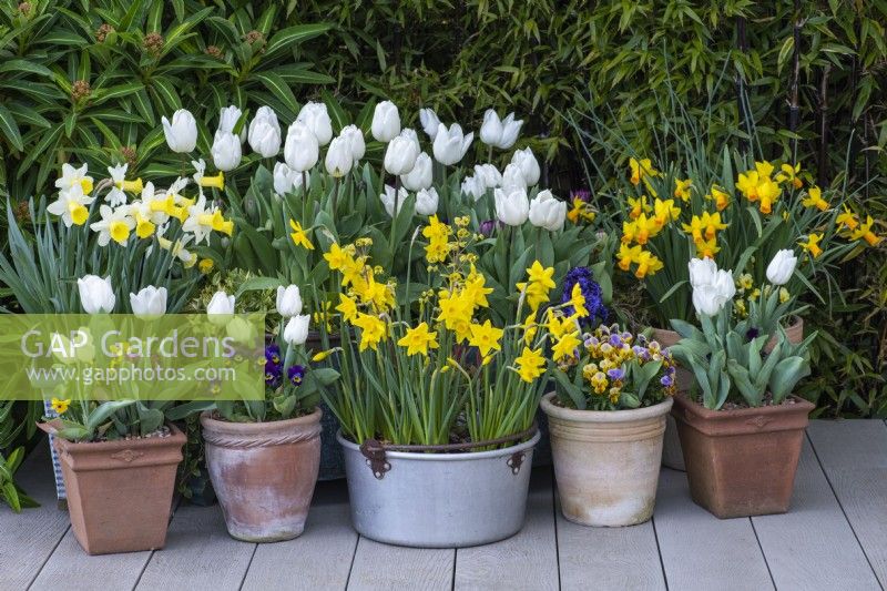 Un bac à confiture en aluminium est planté de narcisses 'Sweetness', et entouré de pots de tulipes blanches 'Diana', de narcisses 'Smiling Sun' et de 'Jetfire''.