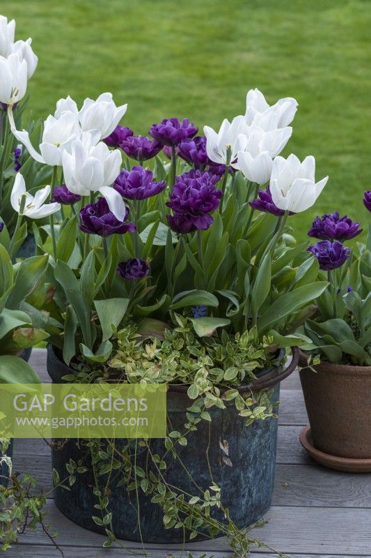 Tulipes 'White Dream' mélangées à des tulipes marron 'Alison Bradley', dans un pot en cuivre vintage.