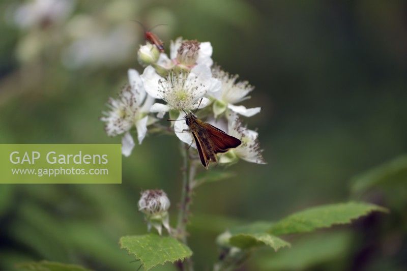 Petit papillon Skipper - Thymelicus sylvestris se nourrissant de Bramble - Blackberry flower - Rubus fruticosus