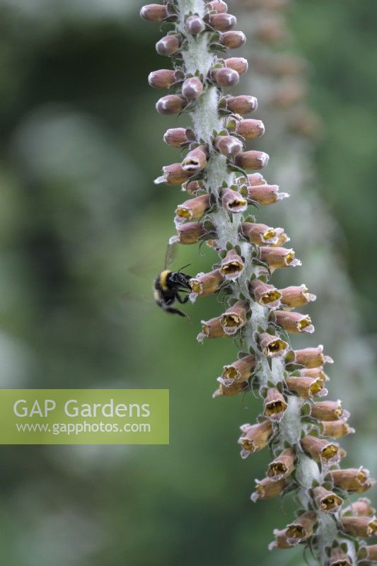 Digitalis parviflora avec nectar Buff-tailed Bumblebee - Bombus terrestris