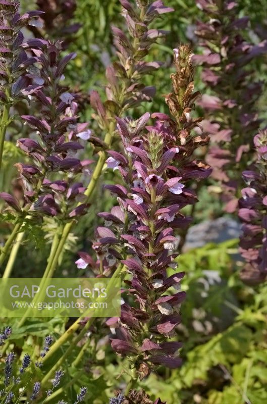 Acanthus hungaricus - Culotte d'ours