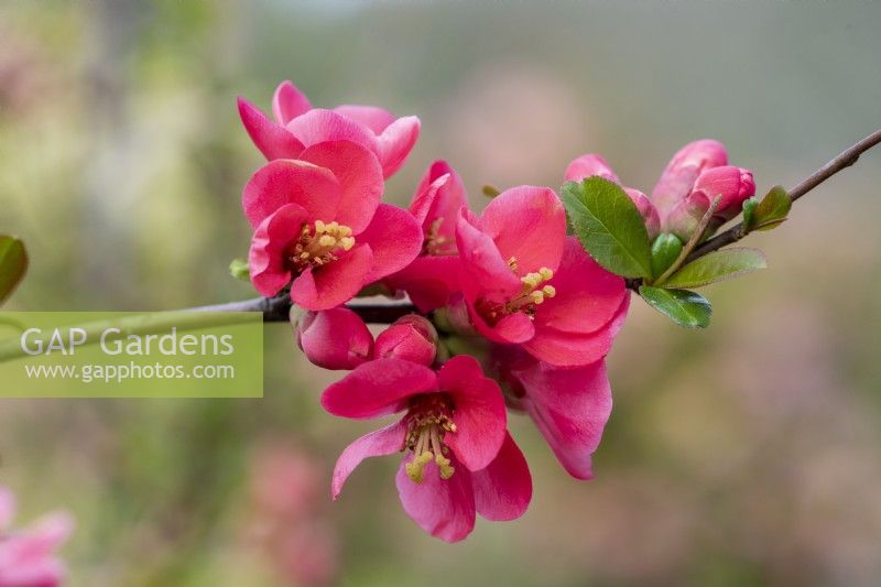 Chaenomeles speciosa 'Umbilicata', coing japonais, un arbuste épineux, caduc, étalé avec des grappes de jolies fleurs au printemps, suivies de fruits.