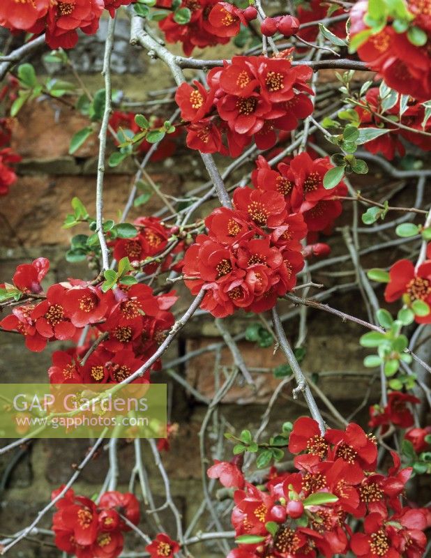 Chaenomeles x superba 'Crimson and Gold', un arbuste à feuilles caduques étalé portant des fleurs rouge foncé au printemps, à mesure que les feuilles brillantes se développent.