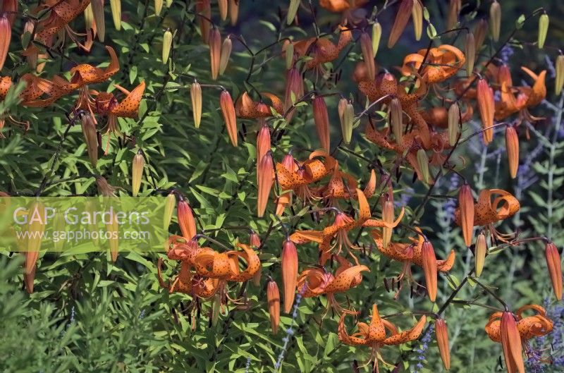 Lilium - groupe de la citronnelle - Tiger Lilies