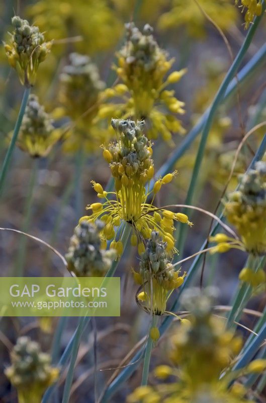 Allium flavum - oignon jaune ou ail à fleurs jaunes