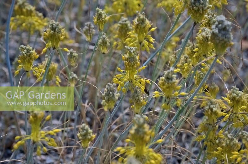 Allium flavum - oignon jaune ou ail à fleurs jaunes