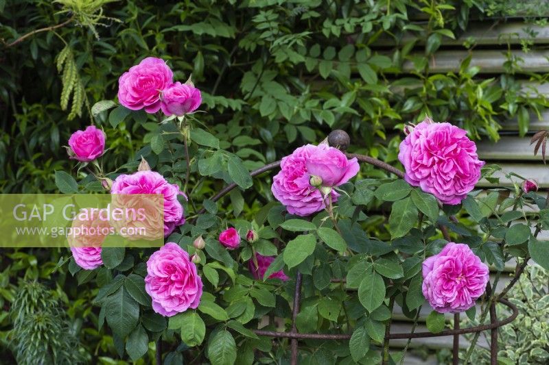 Formé sur un obélisque, Rosa 'Gertrude Jekyll', une rose David Austin très parfumée élevée en 1986, l'une des premières à fleurir chaque saison.