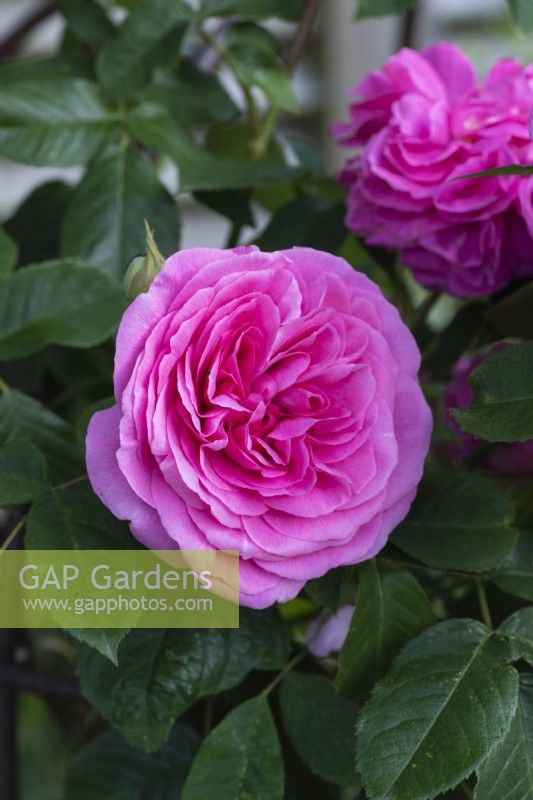 Rosa 'Gertrude Jekyll', une rose très parfumée de David Austin élevée en 1986, l'une des premières à fleurir chaque saison.