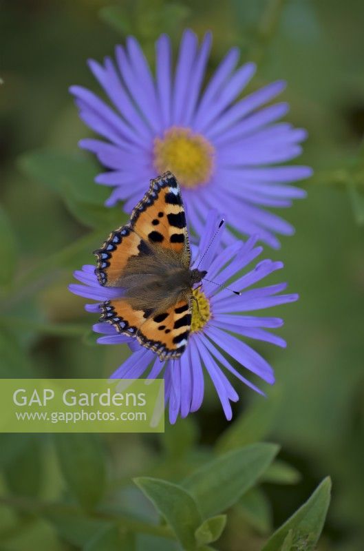 Aster x frikartii 'Monch' avec petit papillon écaille - Aglais urticae pollinisant
