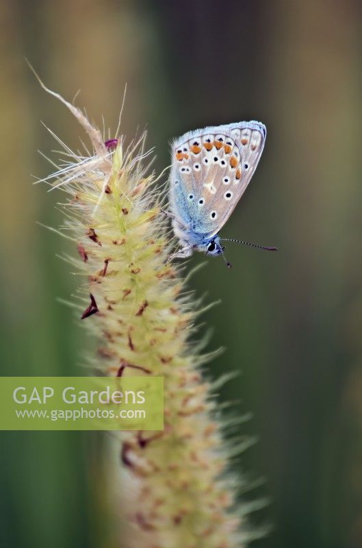 Papillon bleu commun - Polyommatus icarus reposant sur une herbe - Pennisetum macrourum