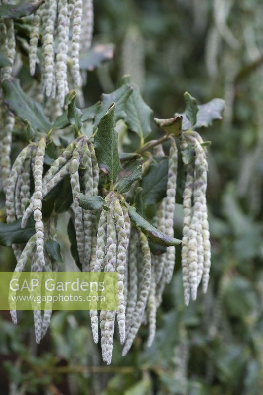 Garrya elliptica, gland de soie, un arbuste à feuilles persistantes avec de longs glands argentés et soyeux en hiver.