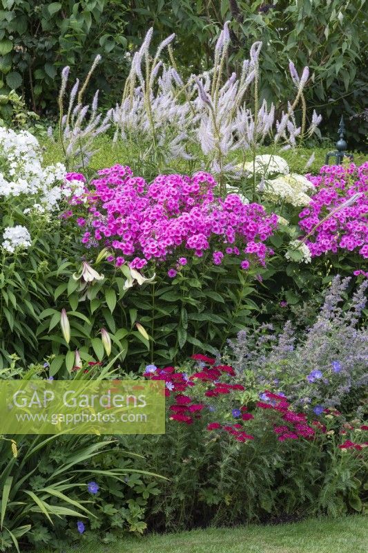 Touffes de Phlox paniculata rose 'Herbstwalzer' et 'White Admiral', phlox de parterre de fleurs, dans un parterre de fleurs avec veronicastrum, géranium rustique et achillea rouge.