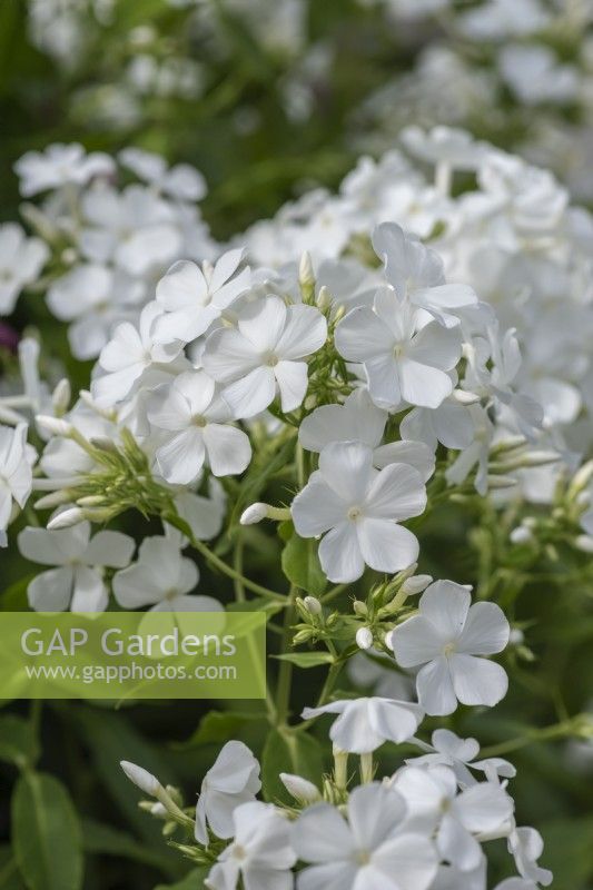 Phlox paniculata 'White Admiral', phlox parterre de fleurs, une grande vivace herbacée fleurissant en été.