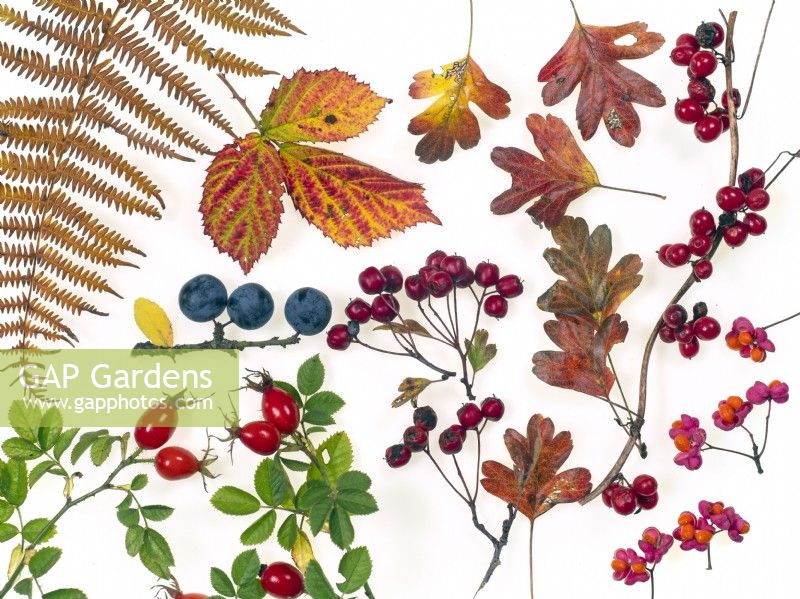 Baies d'aubépine Crataegus monogyna, prunellier Prunus spinosa,fusée ; Dog Rose Hips, Bramble feuilles Rubus fruticosus et Bracken