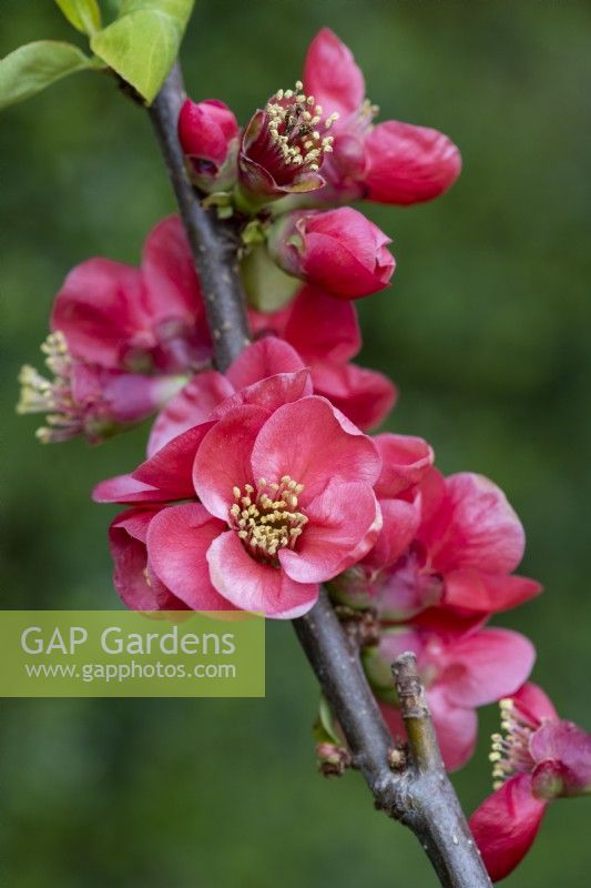 Chaenomeles speciosa 'Versicolor Lutescens', coing japonais, arbuste épineux, caduc, étalé, aux grappes de jolies fleurs au printemps.
