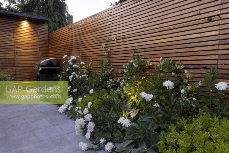 Parterre de fleurs d'été la nuit avec Leucanthemum 'Wirral Supreme' et clôture en bois contemporaine