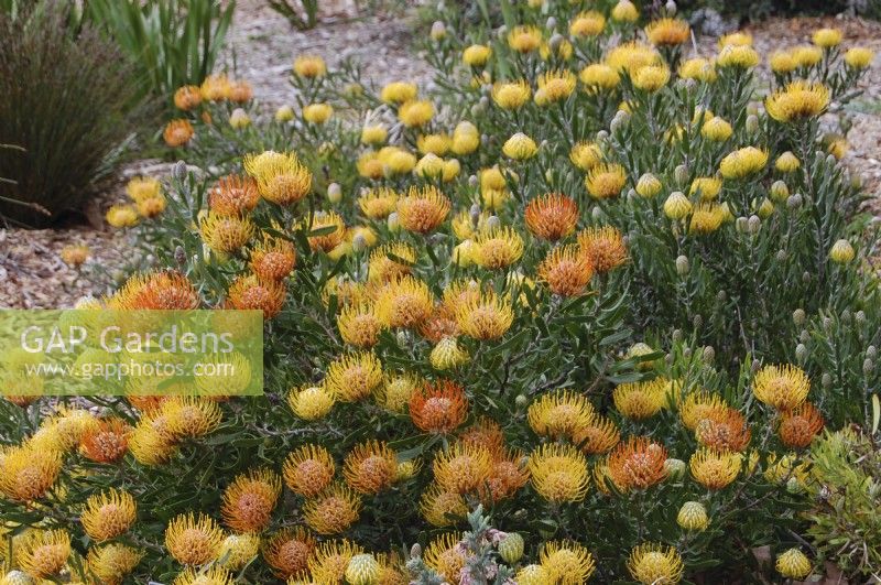 Leucospermum cuneiforme, coussinet verruqueux, arbuste touffu persistant à fleurs jaune doré en hiver, originaire d'Afrique du Sud.
