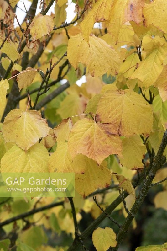 Acer x conspicuum 'Candy Stripe' - Feuillage d'érable Snakebark en automne