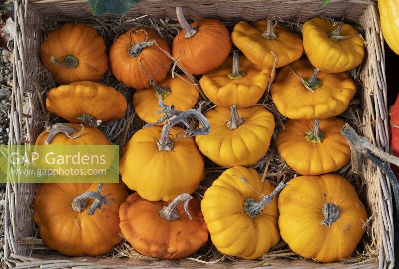 Cucurbita pepo - Citrouilles dans un panier en osier