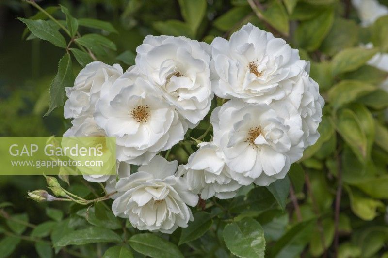 Rosa 'Iceberg' ('Korbin'), un rosier arbustif à floraison répétée avec des fleurs d'un blanc pur légèrement parfumées du début de l'été.