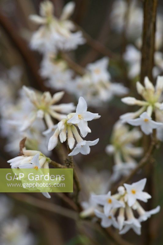 Daphne bholua, plante à papier népalaise, un arbuste aux grappes de fleurs blanches richement parfumées, rincées de rose pâle, en hiver.