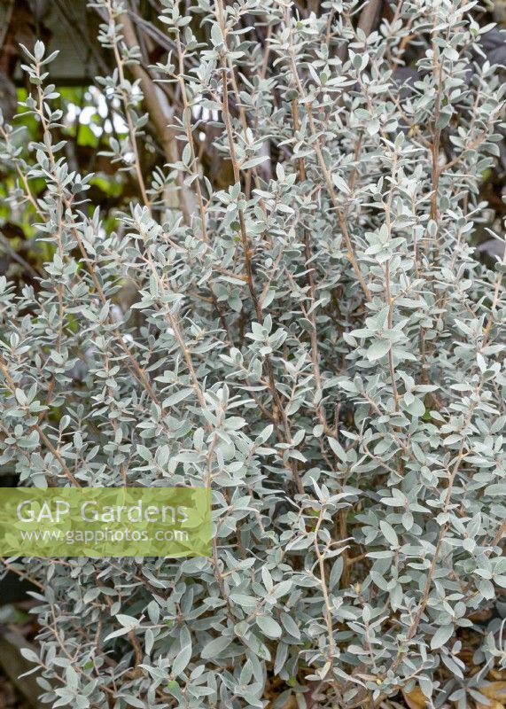 Leptospermum lanigerum Silver Sheen, janvier d'hiver