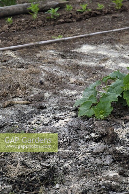 Contrôle de la pourriture blanche de l'oignon - Sclerotinia cepivorum en incorporant de la poudre d'ail dans le sol chaud en jachère en été