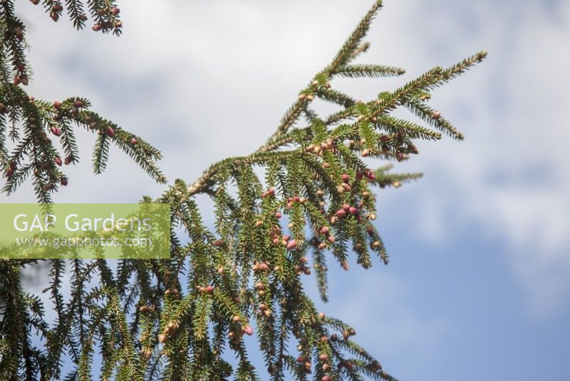 Picea orientalis - épicéa oriental - épicéa du Caucase - mai. Cônes de pollen mâles. L'espèce a les feuilles les plus courtes de tous les épicéas.