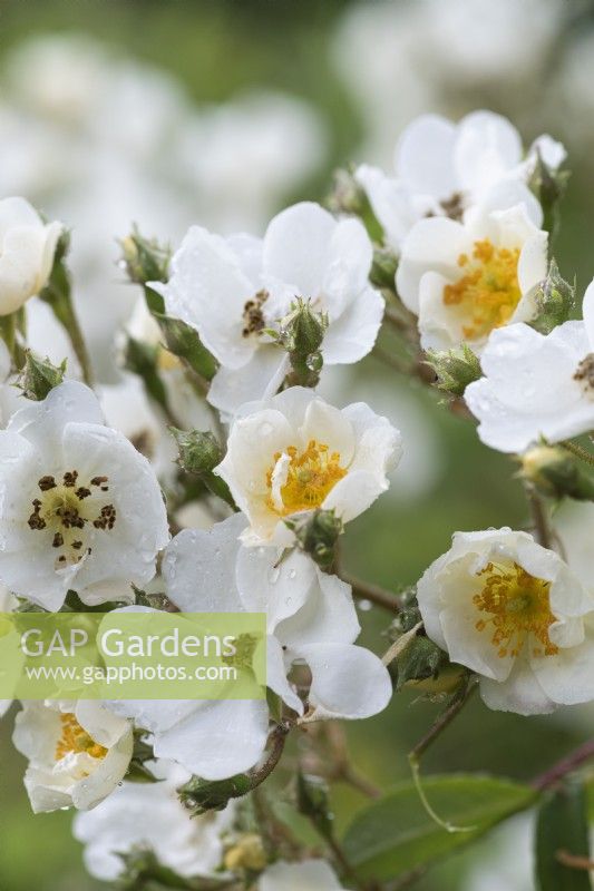 Rosa 'Rambling Rector', une rose grimpante vigoureuse portant des masses de fleurs blanches simples avec des étamines dorées.