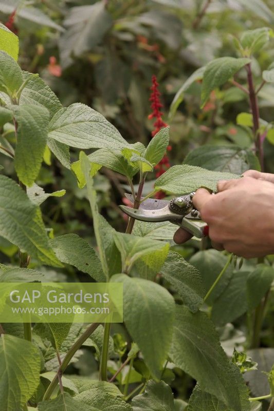 Prendre des boutures de résineux de Salvia confertifolia en automne - prendre des boutures juste en dessous du nœud