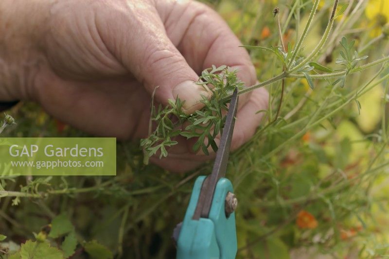 Couper une pousse latérale d'un cultivar Bidens pour l'utiliser comme boutures basales ou à talons