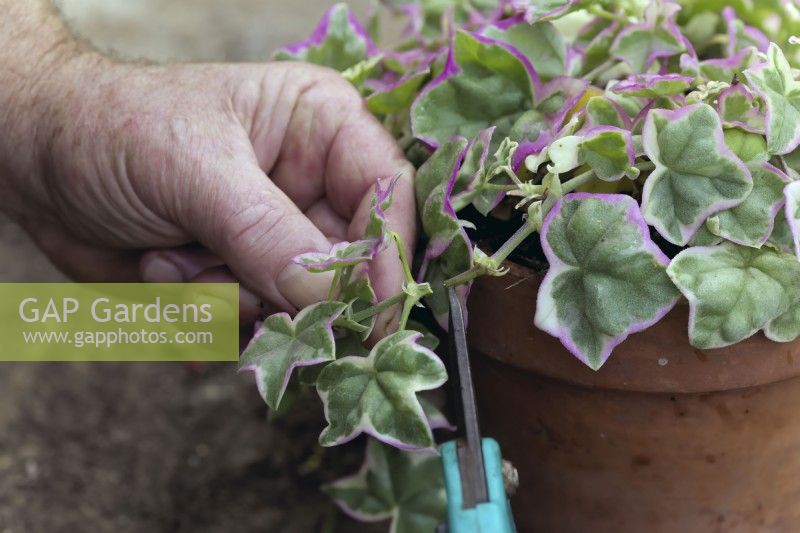 Prendre une bouture nodale de Pelargonium L'Elegante