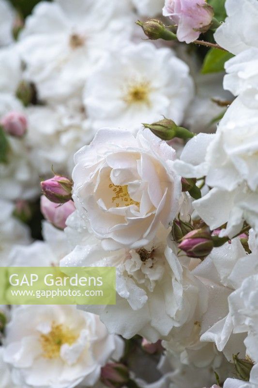 Rosa 'Adélaïde d ' Orléans', une rose grimpante avec des grappes de petits boutons roses qui s'ouvrent en fleurs blanc crème qui s'estompent avec l'âge.