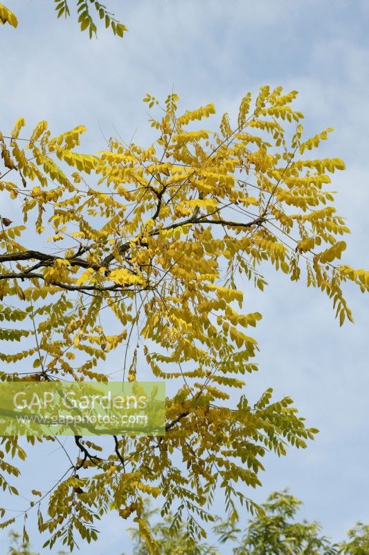 Gymnocladus dioica - Feuillage du caféier du Kentucky en automne