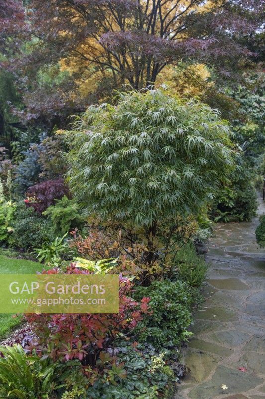 Plantation mixte dans le jardin des quatre saisons d'inspiration japonaise, Walsall - octobre