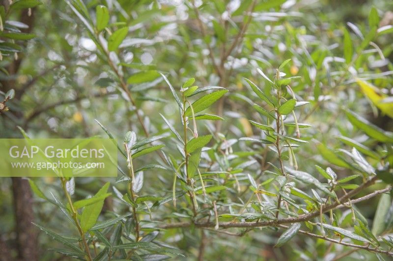Crinodendron hookerianum - Tricuspidaria lanceolata - lanterne chilienne - jeune arbre - octobre. Boutons floraux juvéniles.