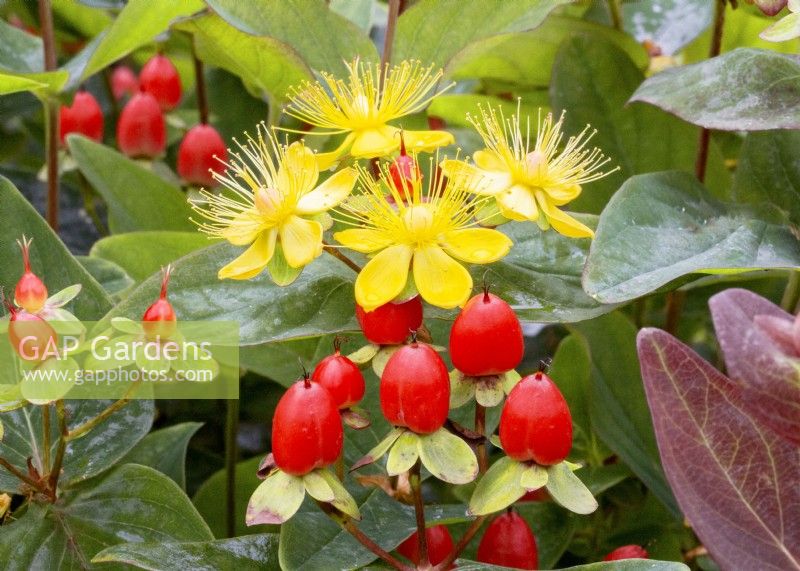 Hypericum x inodorum, été juin