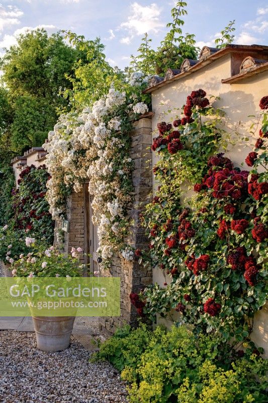 Porte menant au jardin des tapis, couvert de roses, juin 2022.