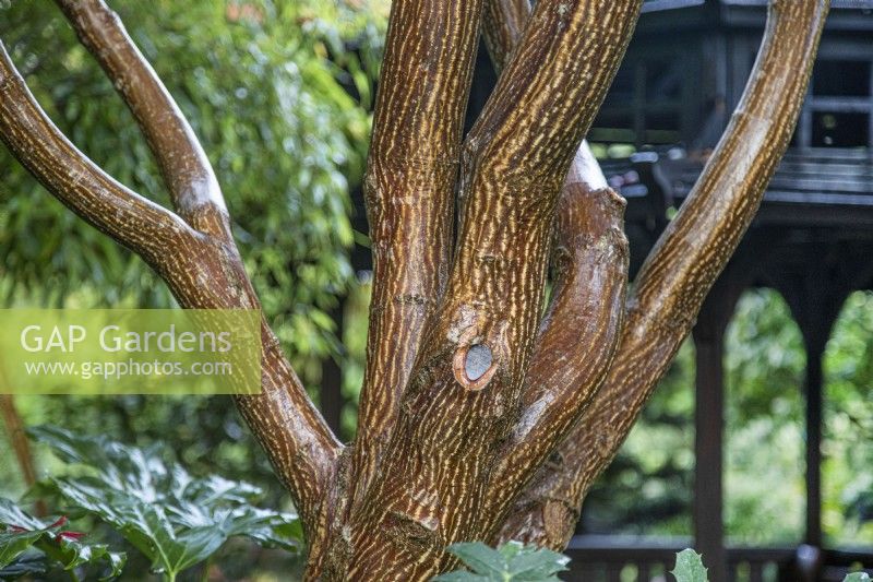 Écorce d'Acer dans le jardin des quatre saisons d'inspiration japonaise, Walsall - octobre