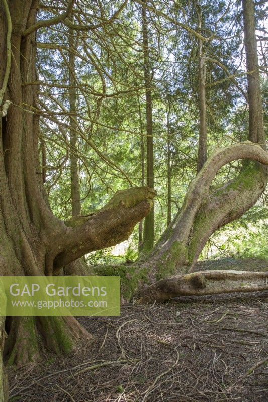 Thuja plicata - Western Red Cedar - Printemps. Arbre champion.