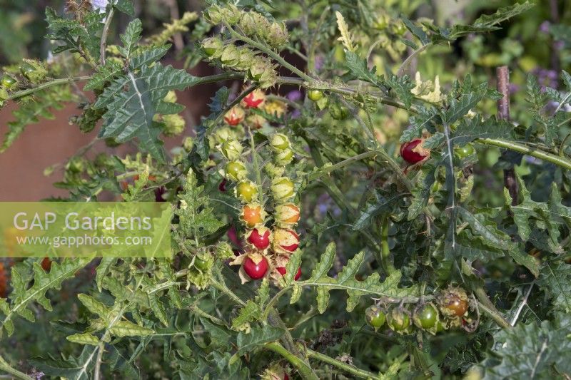 Solanum sisymbriifolium - Morelle collante