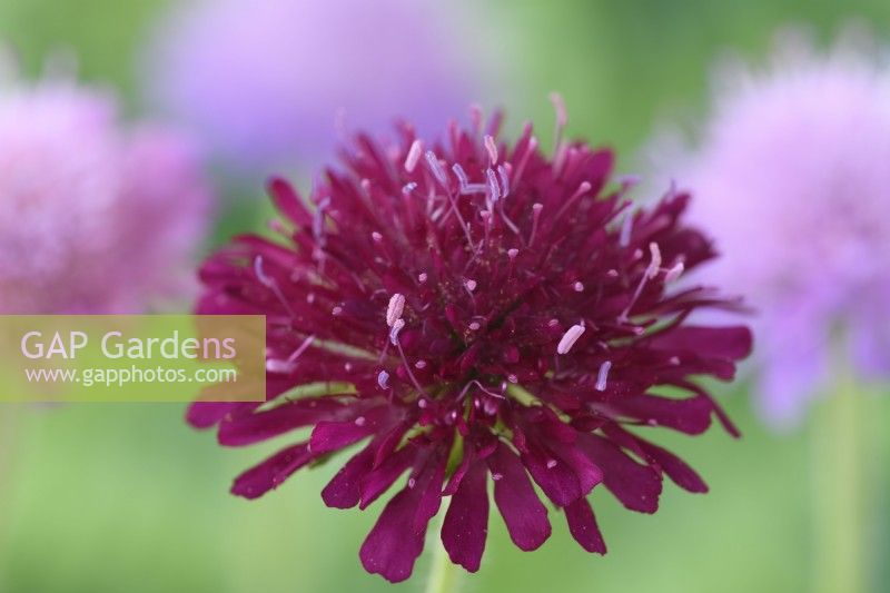Knautia macedonica 'Melton pastels' Scabieuse macédonienne May