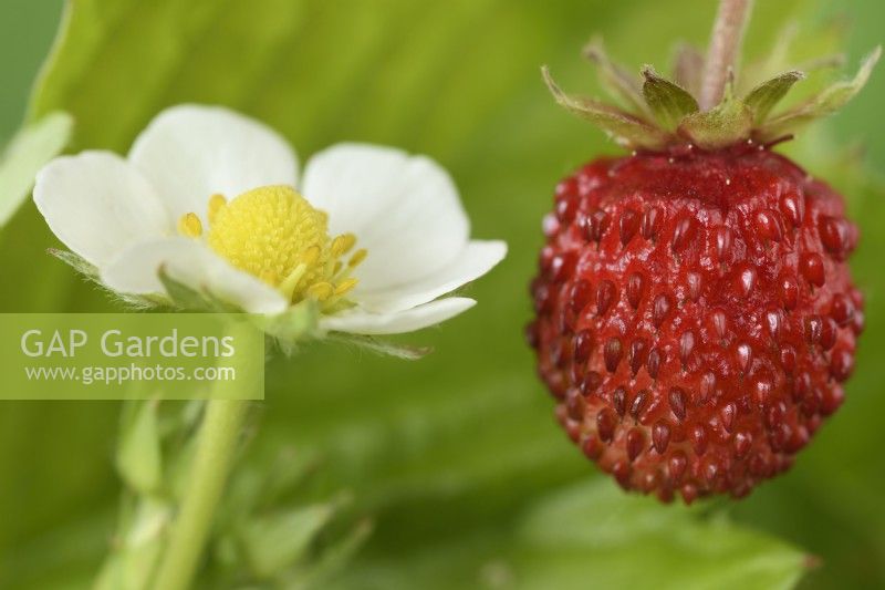 Fragaria vesca 'Alexandra' Fruit et fleur de fraise des Alpes May