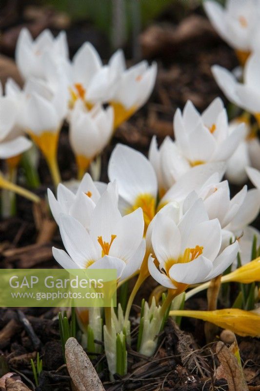 Crocus sieberi 'Blanc de Bowles' - février