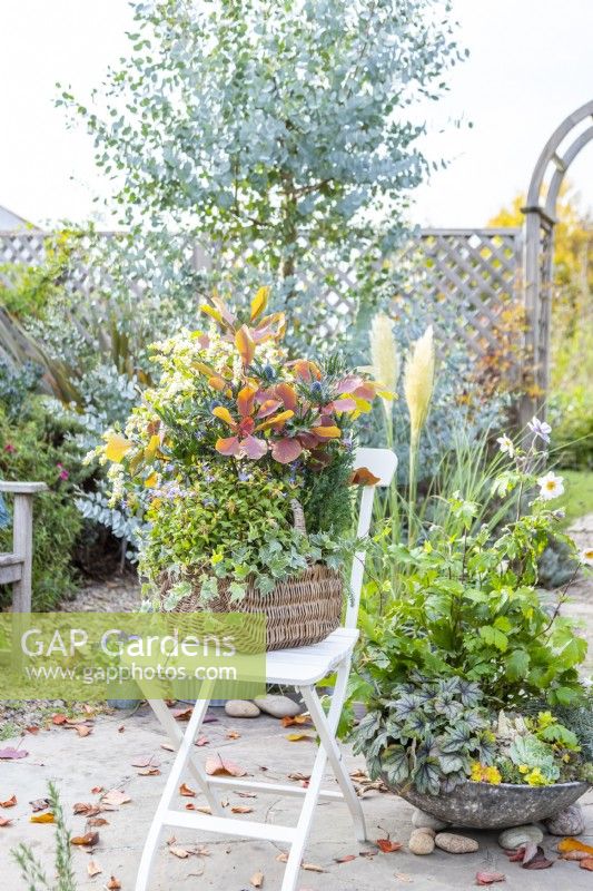 Panier en osier contenant Cotinus - Smoke Bush 'Grace', Eryngium, Symphoricarpos - Magical Galaxy 'Kolmgala', Ivy et Ceratostigma 'Forest Blue' sur une chaise