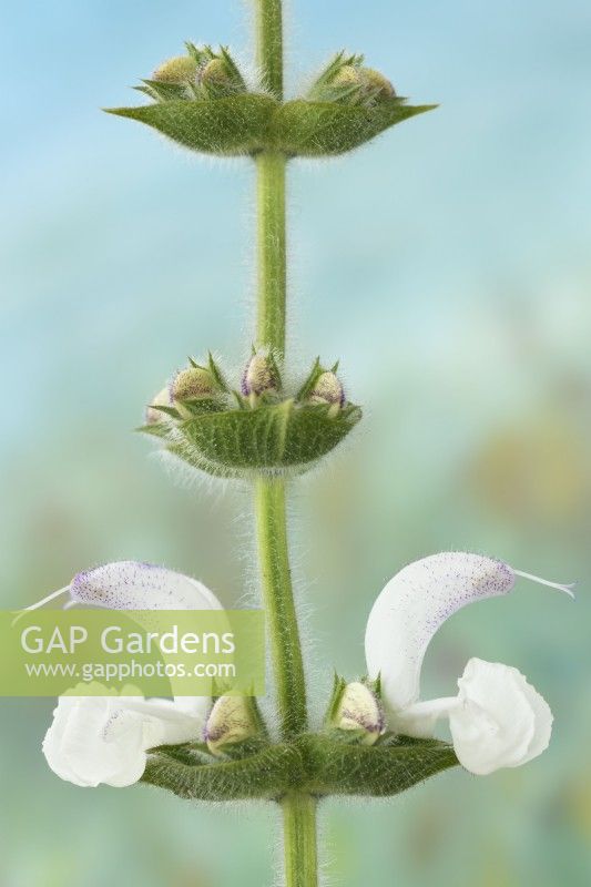 Salvia argentea Sauge argentée Fleurs et bourgeons Juin