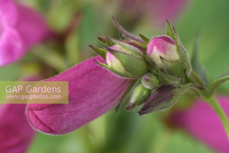 Penstemon 'Pensham Just Jayne' syn. Penstemon 'Just Jayne' Fleur et bourgeons non ouverts Série Pensham Juin