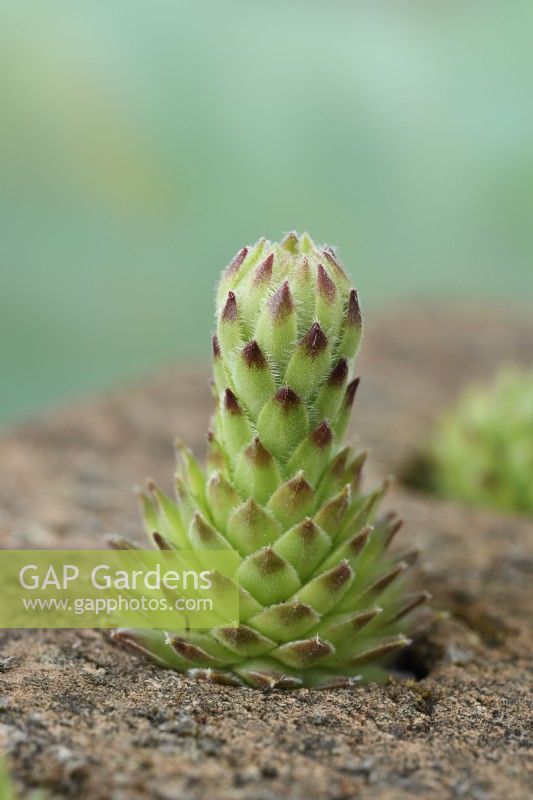 Sempervivum Houseleek off-shoot poussant dans une brique avec tige florale commençant à se développer Juin