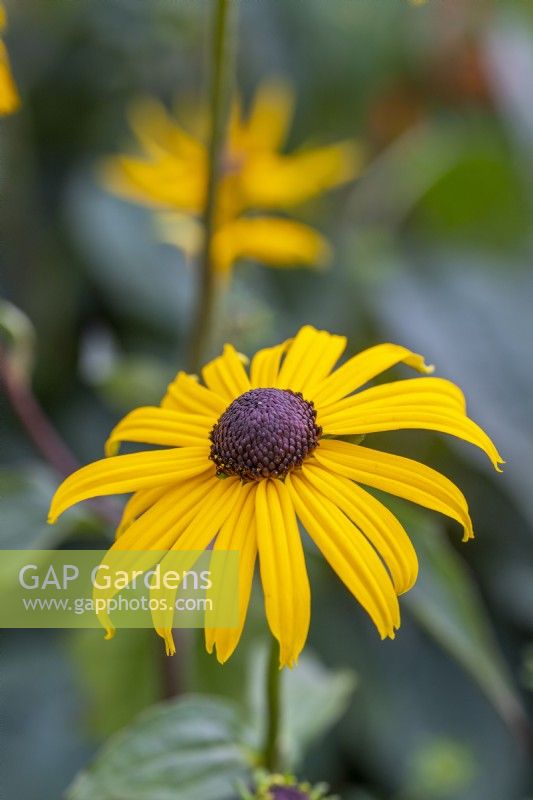 Rudbeckie 'Goldsturm'