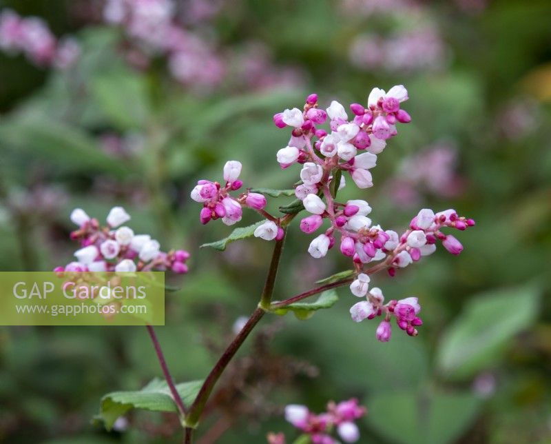 Persicaria campanulata - petites renouées - Octobre